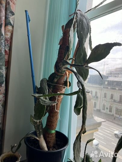 Кактус цветущий