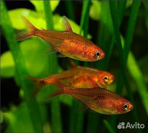 Рыбки и креветки