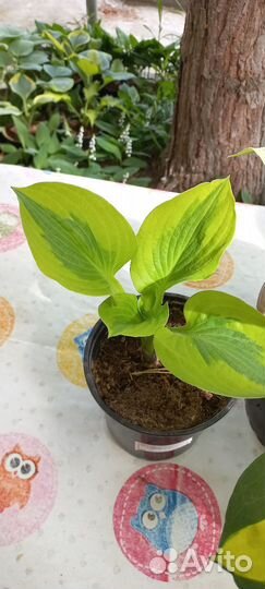 Хоста растение саженцы