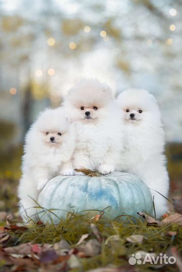 Малый немецкий Шпиц-Вязка. щенки