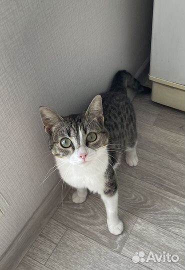 Кошка в добрые руки