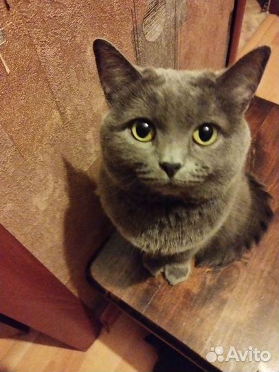 Британская короткошерстная кошка