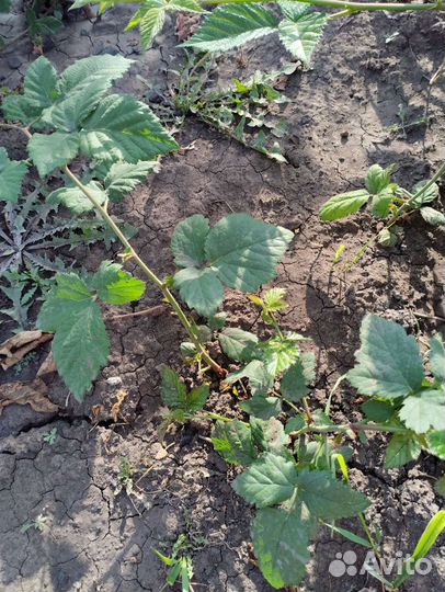 Саженцы ежевики