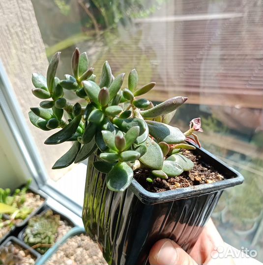 Суккуленты