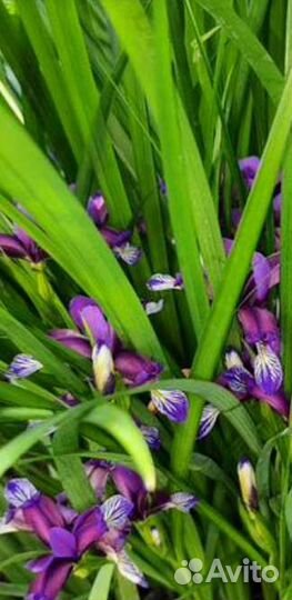 Многолетние цветы