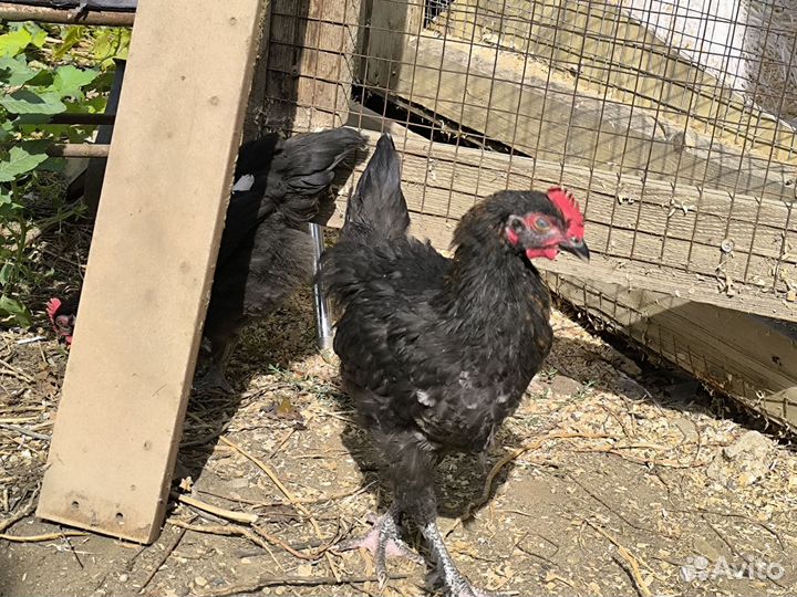 Петушки Маран черно-медный