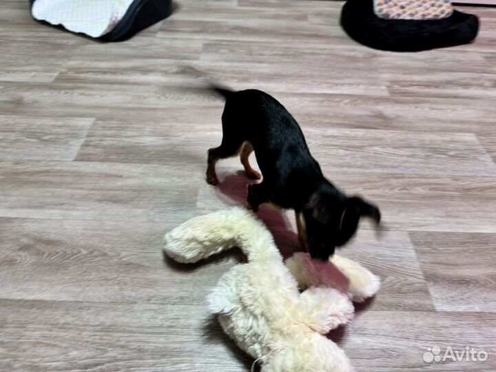 Той-терьер щенки