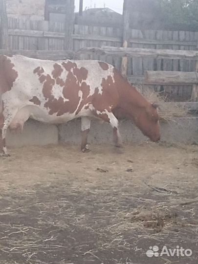 Корова дойная