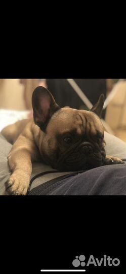 Французский бульдог кабель вязка