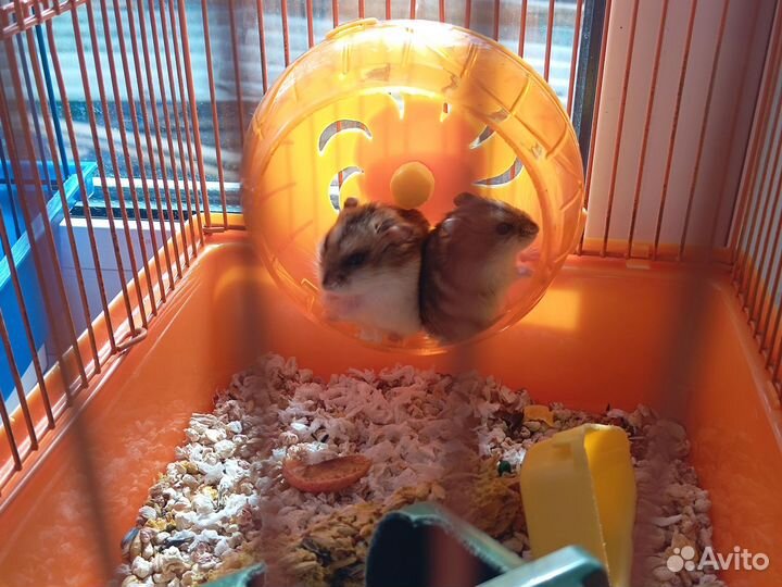 Джунгарский хомяк