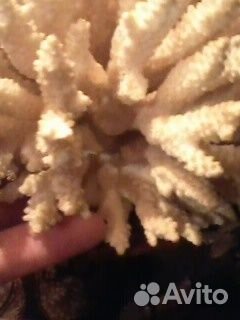 Коралл океанический натуральный