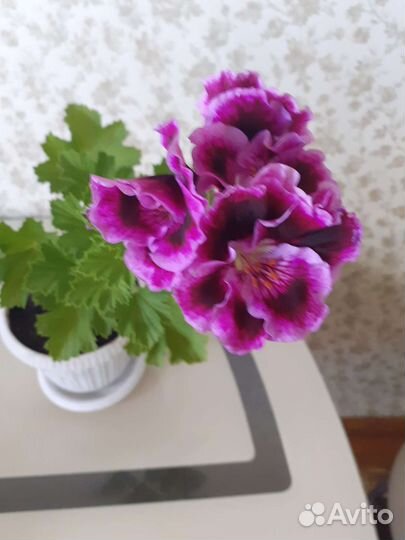 Королевская пеларгония герань, укорененные черенки