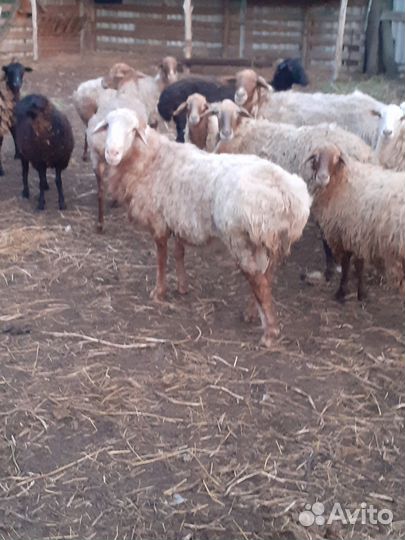 Бараны, овцы