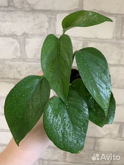 Сциндапсусы