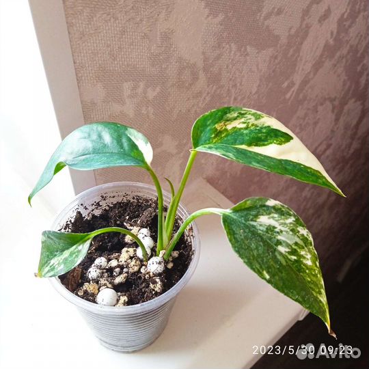 Эпипремнум пиннатум вайт