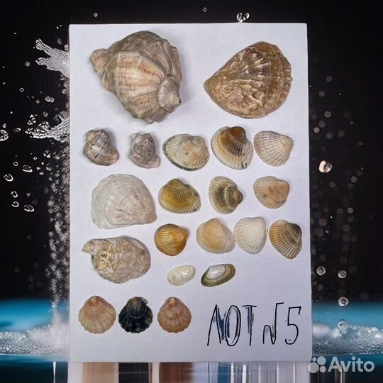 Ракушка / морские ракушки