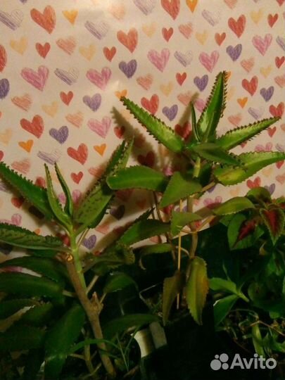 Оч. полезный цветок в доме. Каланхоэ