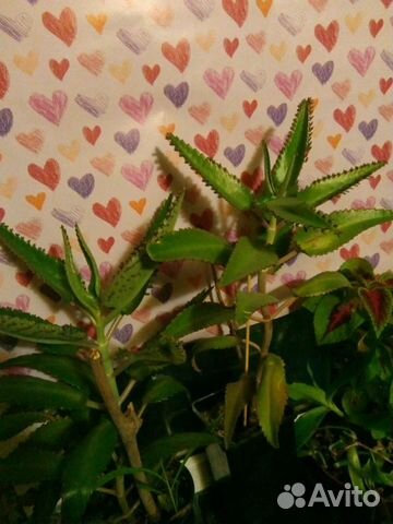 Оч. полезный цветок в доме. Каланхоэ