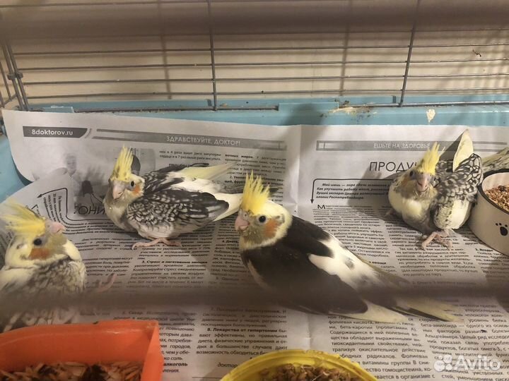 Попугай корелла птенец