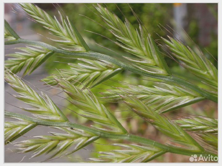 Фестулолиум, семена от производителя оптом