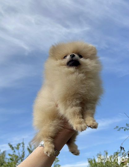 Померанский шпиц девочка. Мишка. Кремовая