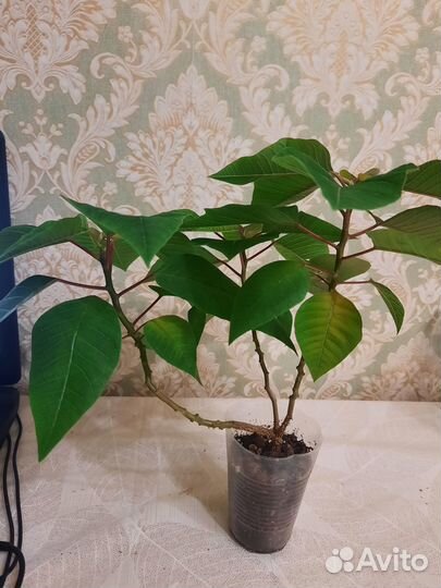 Рождественская звезда / пуансетия