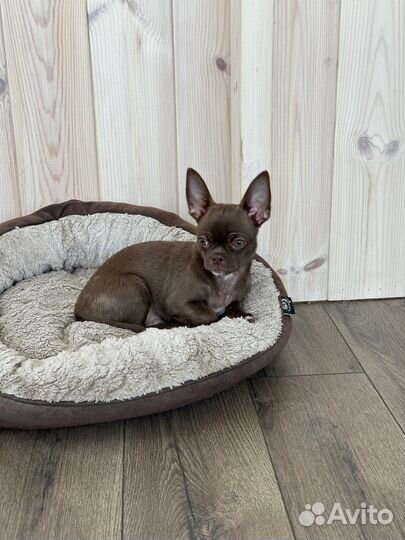 Чихуахуа мальчик