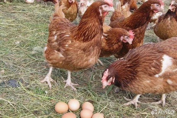 Несушки