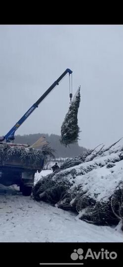 Ель Елка крупномеры живые