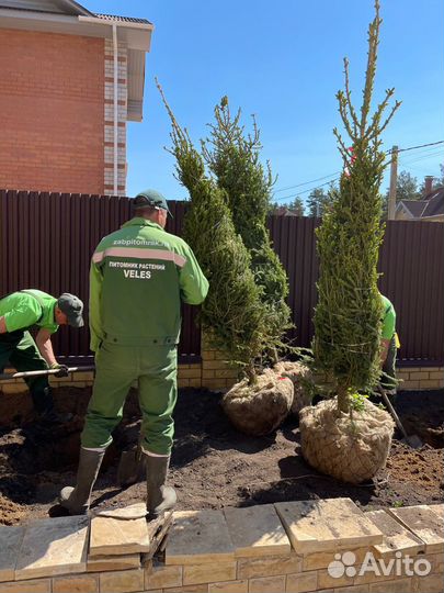 Ель пышная крупномер D75l