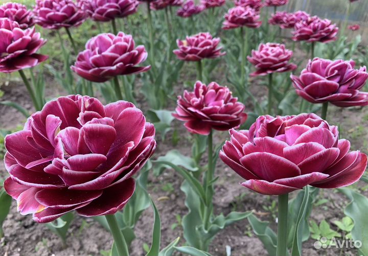 Луковицы тюльпанов Dream Touch, а также ассорти