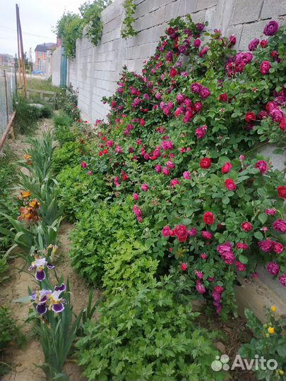 Роза вьющаяся