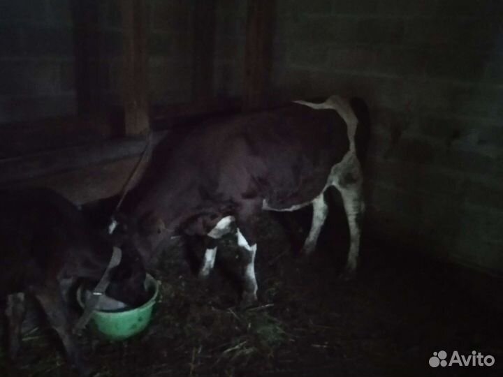 Корова и телка