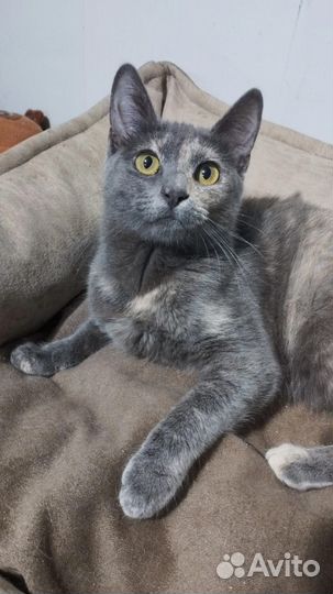 Кошка подросток очень красивая