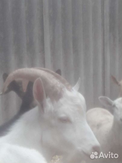 Мурсиано гранадина