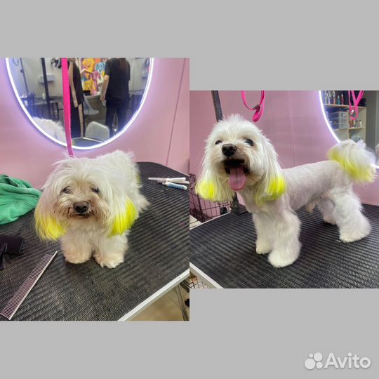 Стрижки животных,груминг