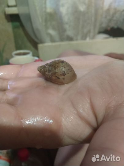 Улиток Ахатицов