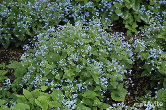 Бруннера сибирская