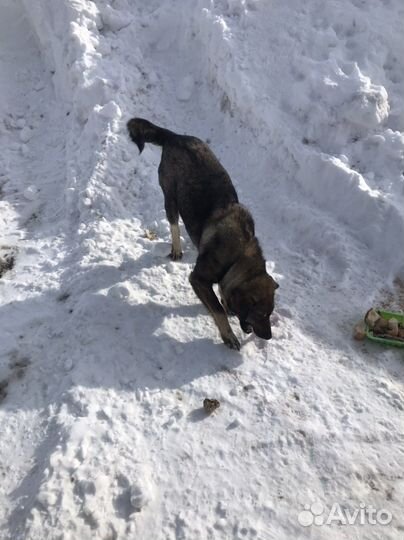 Стерилизованная собака