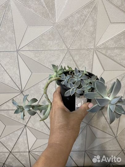 Суккуленты Седум