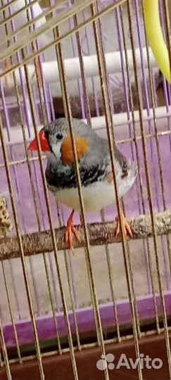 Зебровые амадины