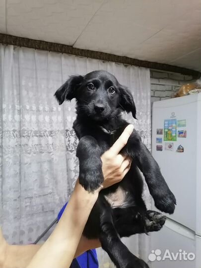 Отдам в добрые руки