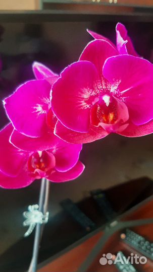Орхидея фаленопсис
