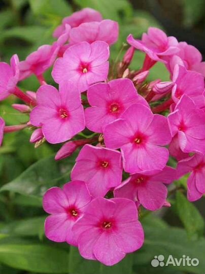 Флокс многолетний