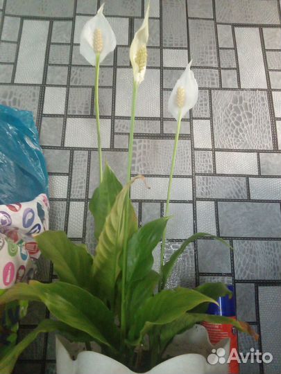 Цветок женское счастье