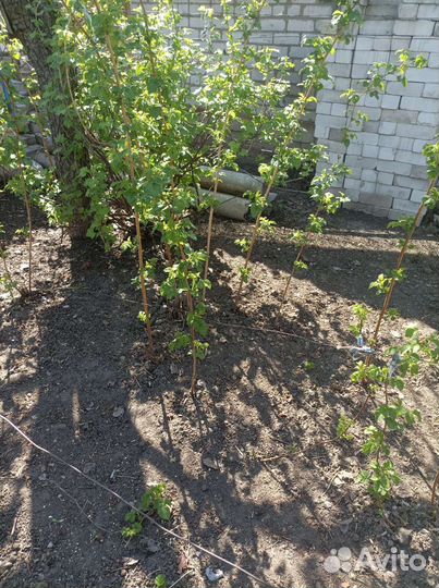 Саженцы ремонтантной малины