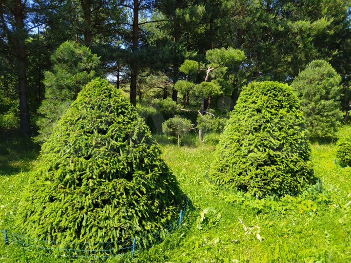 Участок 8,1 сот. (ИЖС)