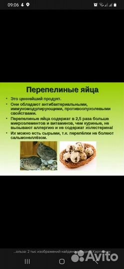 Цыплята перепела