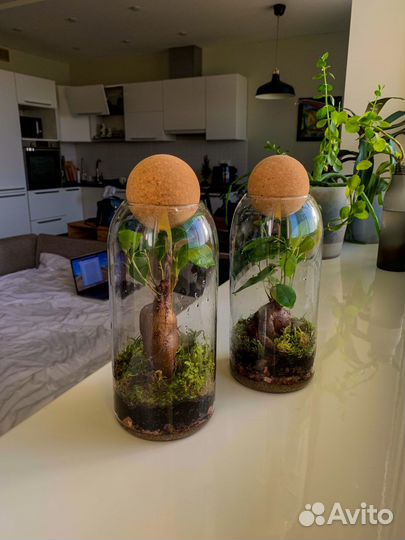 Флорариум экосистема фикус микрокарпа бонсай