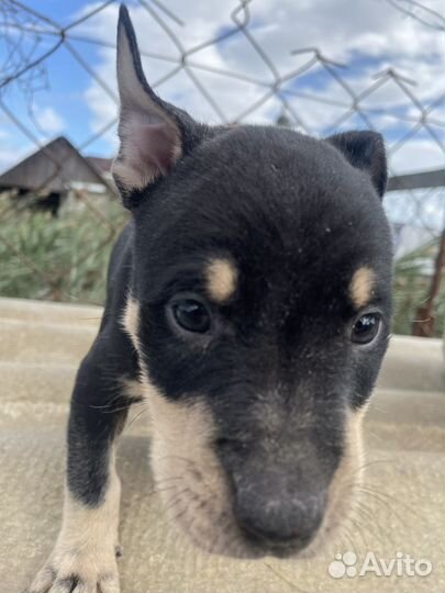 Собака питбуль